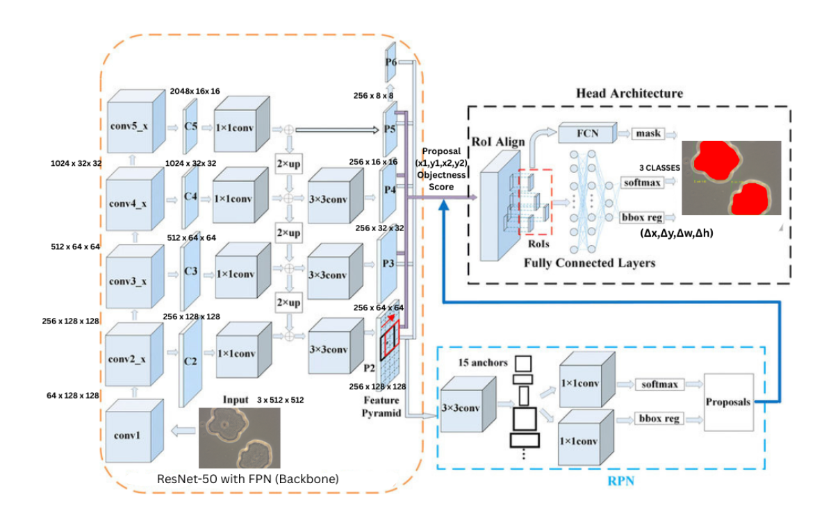 Diagram showing AI architecture for bacterial image classification