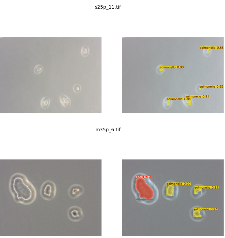 Microscopic AI detection results showing bounding boxes for Salmonella and E. coli